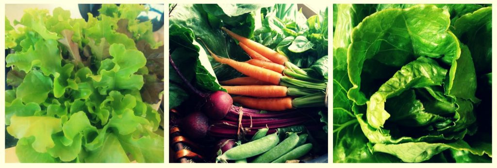 Riverside Farmer's Market in Temiskaming Shores. Great variety of produce and products from artisans. Functional medicine is about healhty lifestyles.