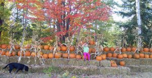 Craig Haven Farms in New Liskeard