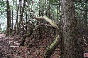 The enchanted forest on Farr Island is very intriguing. Old cedars dating back several hundred years have been able to grow on the bedrock and have been moulded by the winds over the years. / La forêt enchantée de l'île Farr. Des cèdres vieux de plusieurs centaines d'années ont été déformés par les forts vents au fil des ans.