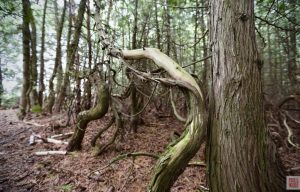 Enchanted forest on Farr Island